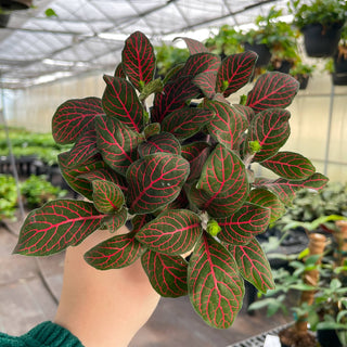 Fittonia Nerve Plant - 4" Live Plant: Red