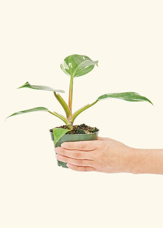 Philodendron 'White Princess' - 4” plant