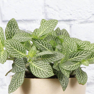 Fittonia Nerve Plant - 4" Live Plant: Red