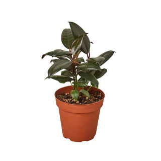 Ficus 'Burgundy' - 4” Plant
