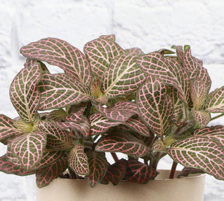 Fittonia Nerve Plant - 4" Live Plant: Red
