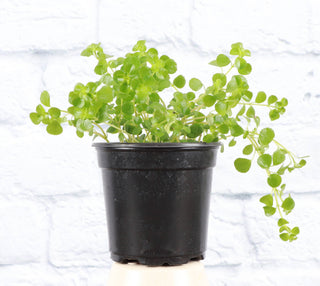 Green Baby Tears, Pilea Depressa - 4" Plant