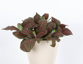 Fittonia Nerve Plant - 4" Live Plant: Red