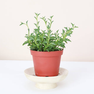 String of Dolphins - 4" Plant