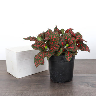 Fittonia Nerve Plant - 4" Live Plant: Red