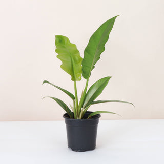 Jungle Boogie Philodendron - 4" Live Plant