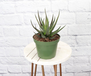 Haworthia Plant 2"