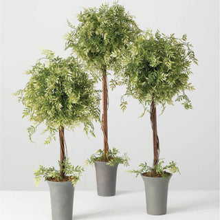 Copy of Copy of WISTERIA TOPIARY large