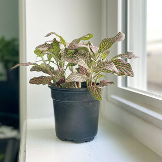 Fittonia Nerve Plant - 4" Live Plant: Red