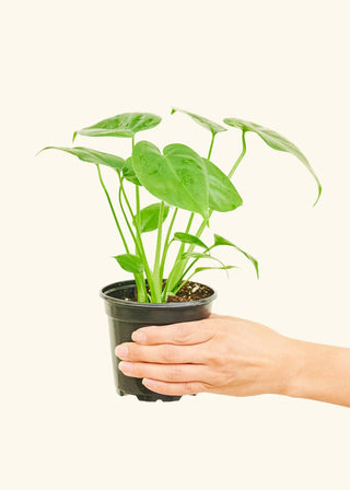 Monstera Swiss Cheese Plant