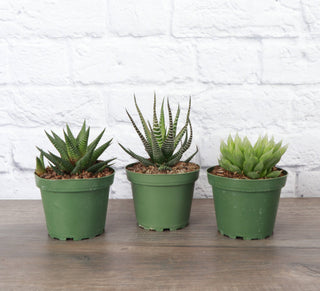 Haworthia Plant 2"