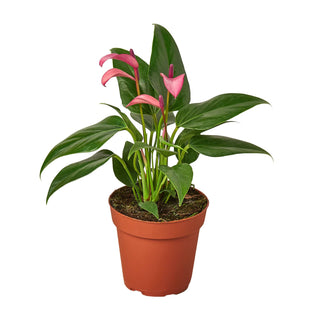 ANTHURIUM PURPLE 4-inch