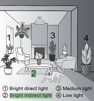Fittonia Nerve Plant - 4" Live Plant: Red
