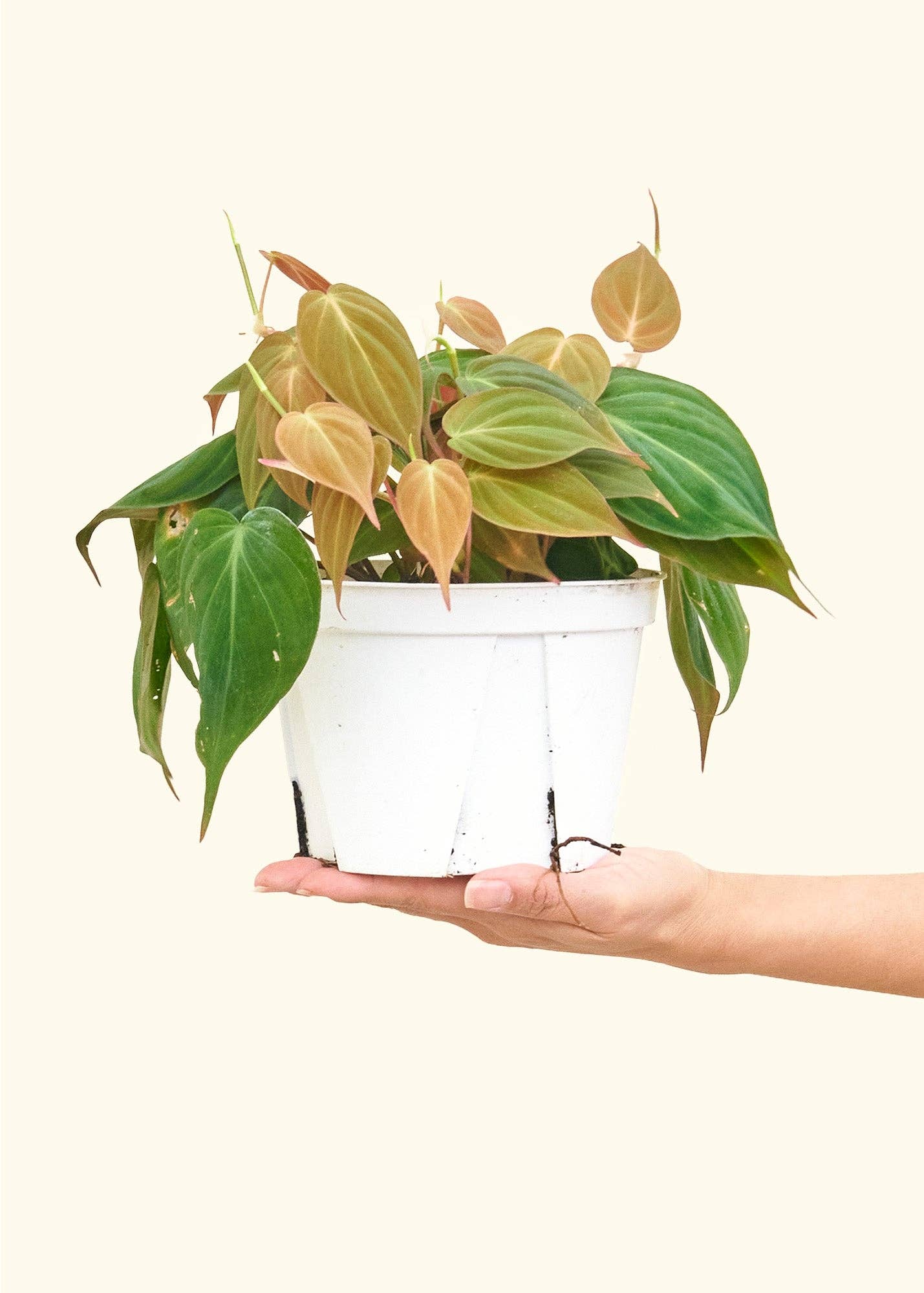 philodendron violet Velvet Leaf Philodendron – Violet Mae's Floral