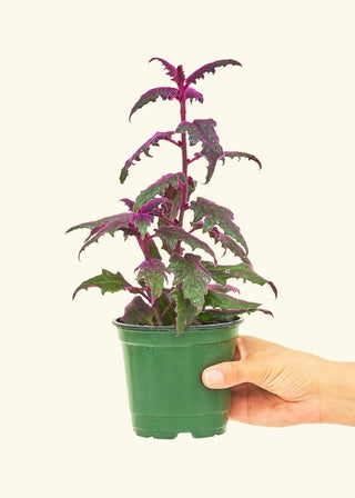 Purple Passion Plant - 3” plant