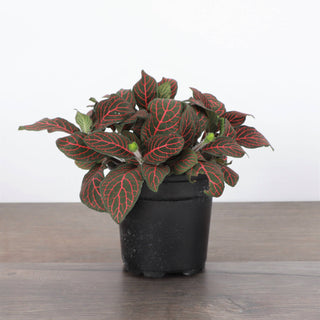 Fittonia Nerve Plant - 4" Live Plant: Red