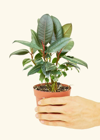 Ficus ‘Decora Burgundy'