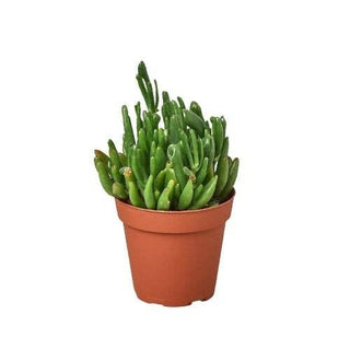 Crassula Ovata 'Gollum Jade' - 4" Succulent Plant